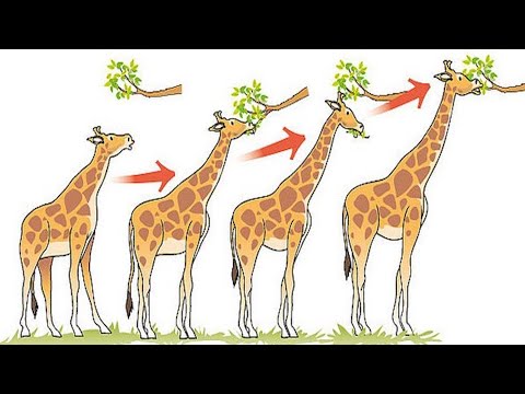 5 Common Evolution Misconceptions
