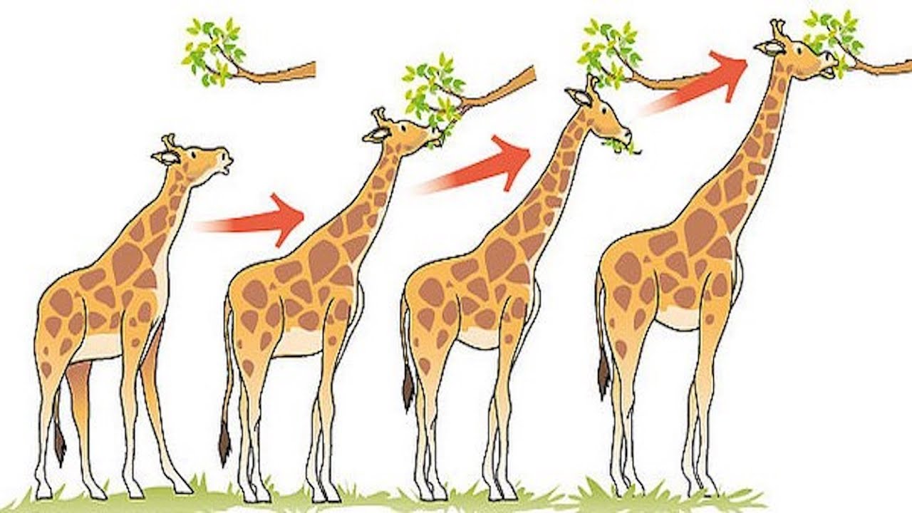 5 Common Evolution Misconceptions - YouTube