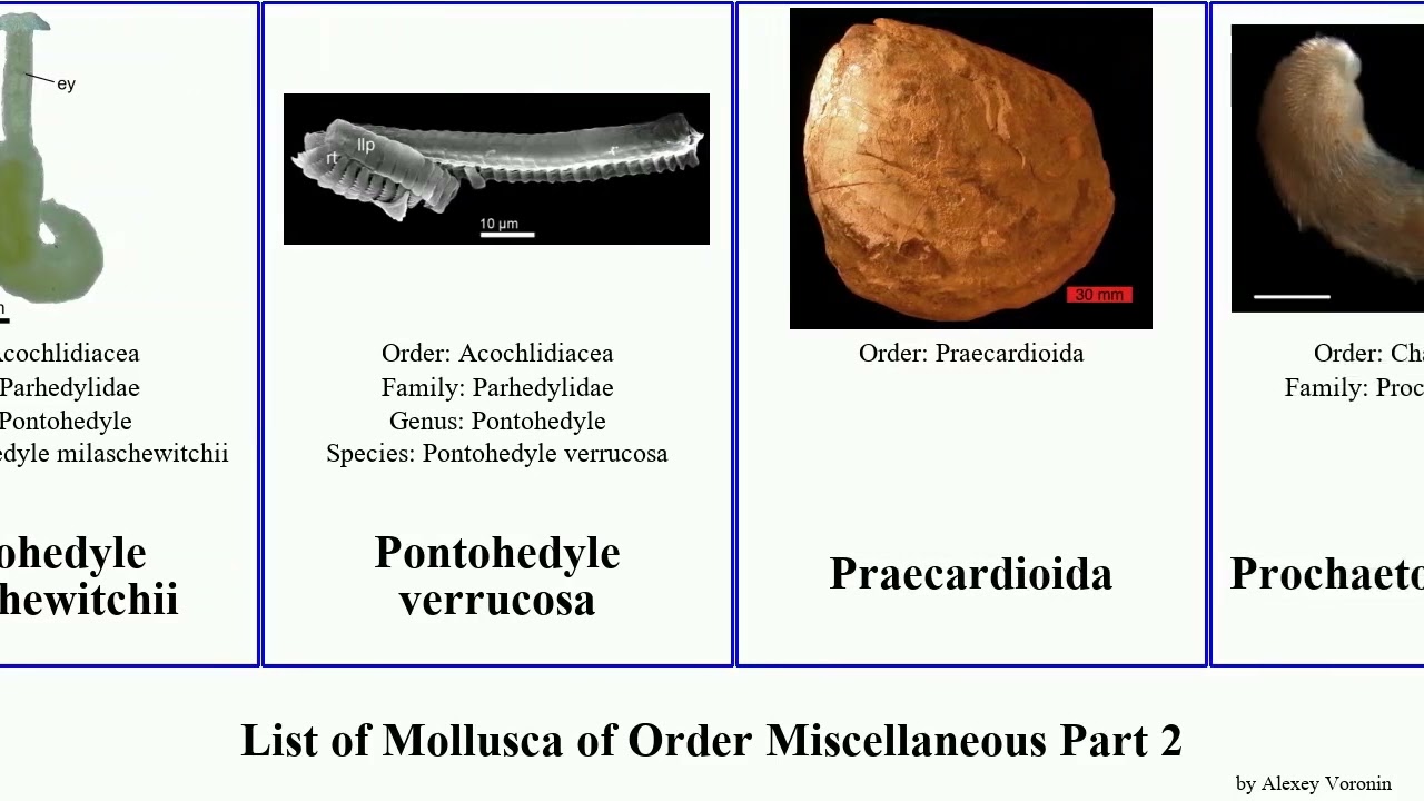 List of Mollusca of Order Miscellaneous Part 2 horn umbrella squid slug solarium longa cornuta Sea