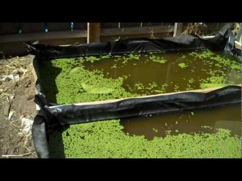 Video: Menumbuhkan Duckweed – Duckweed Di Kolam dan Akuarium Halaman Belakang