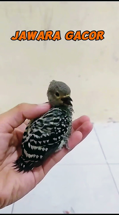 NONSTOP NGEKEK!!! caladi batu jinak super gacor . burung pelatuk JAWARA