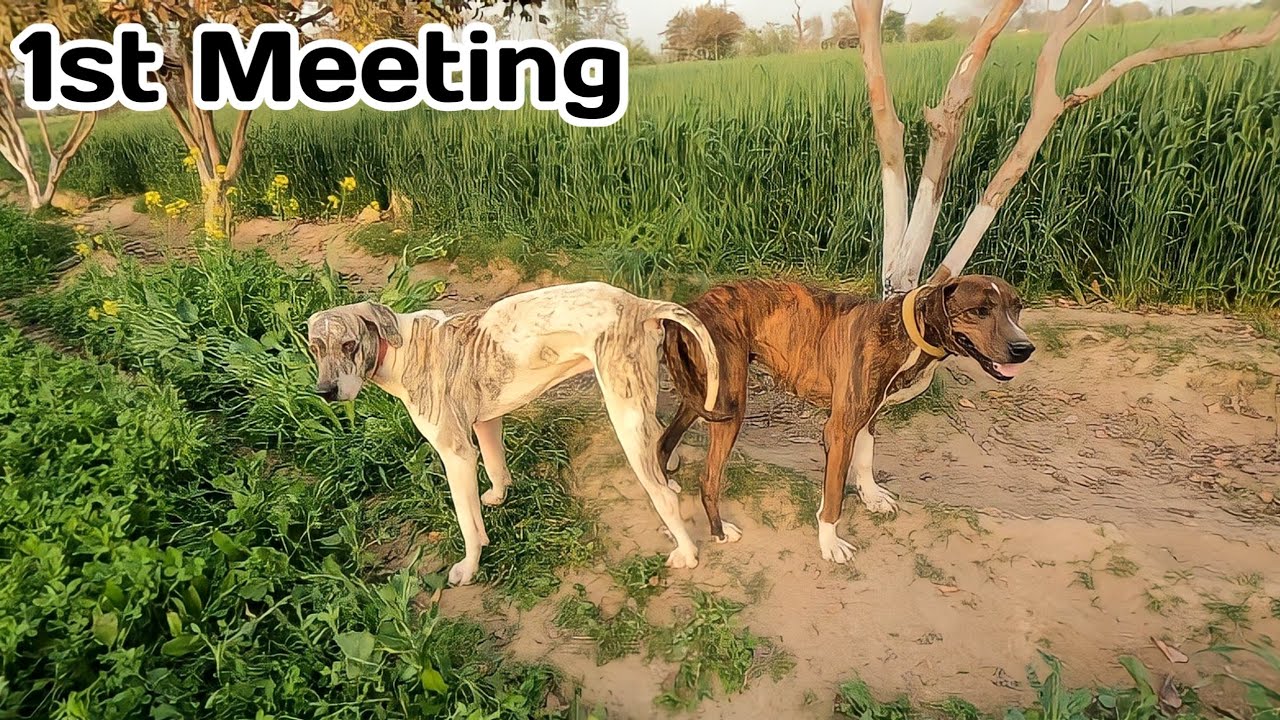 Dog Meeting First Time Diamond & Badamo - YouTube