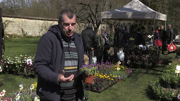 Quand planter de l aubriète ?