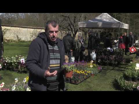 AUBRIETE et SAXIFRAGE,