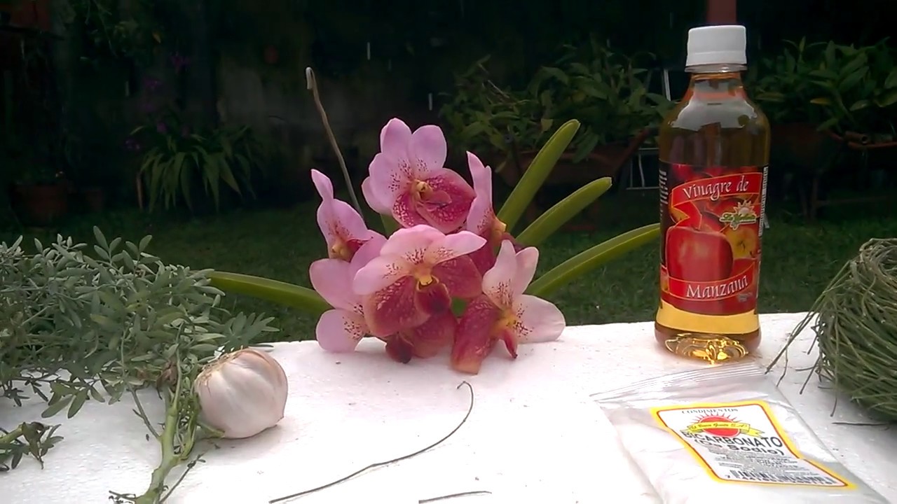 fungicidas y bactericida caseros para sus orquídeas, - thptnganamst.edu.vn