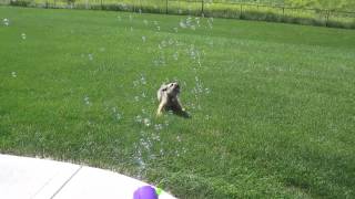 DOG vs. BUBBLES by kbad73 105,287 views 8 years ago 49 seconds
