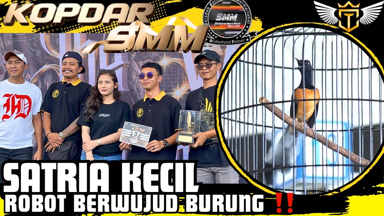 Aksi Mengerikan Murai Batu SATRIA KECIL Di Kopdar SMM Dan Bawa Pulang 2 Piala ‼️