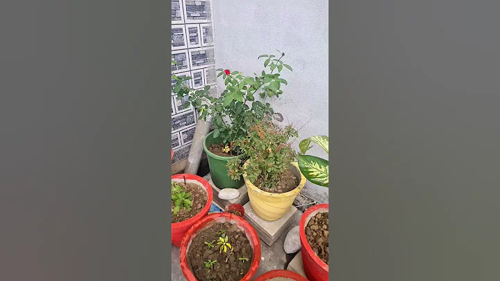 gardening ideas for home #garden #gardening #plants #trending #flowers #homedecor #ytshorts