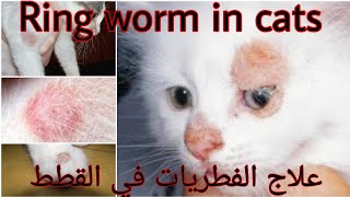 treatment of ringworm in cat..علاج الفطريات في القطط