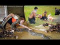 TIMELAPSE : A Colheita De Peixe-Gato Híbrido Fica Tensa—Píton Gigante Se Aproxima Das Galinhas