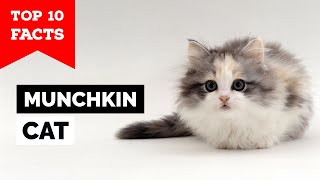 Munchkin Cat  Top 10 Facts