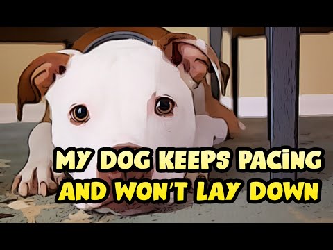Video: Varför hundens ögon blir tårig och färgad