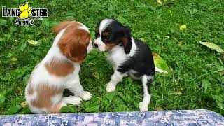 Cuddly Cavalier King Charles Spaniel Puppies