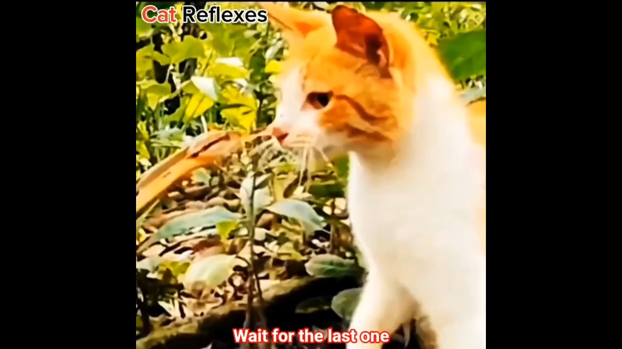 Cat Vs Snake ☠️ #cat #catlovers #funnycat #cutecat #catshorts