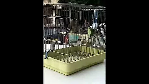 حسون عنابي 