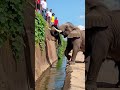 Elephant rescue animals | AI Video
