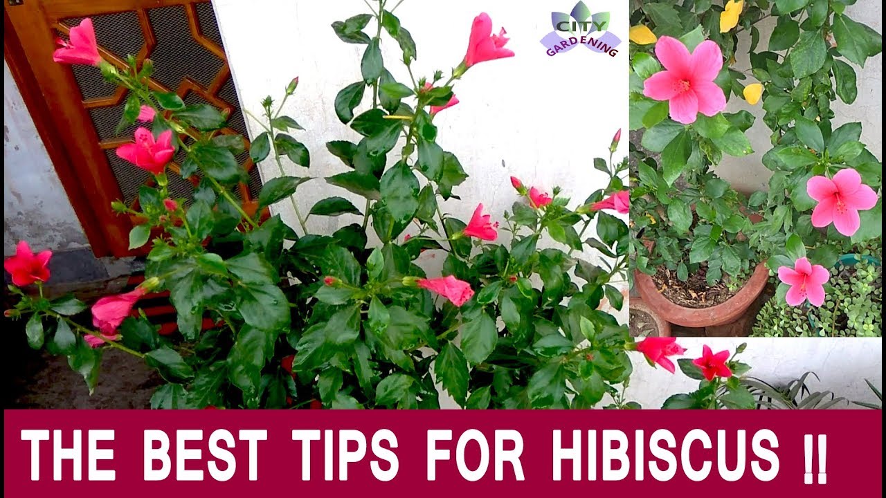 How to care for and fertilize Hibiscus/ China Rose/ Gudhal  for an year-round flowering