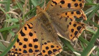 Obična sedefica - Issoria lathonia (Linnaeus, 1758)