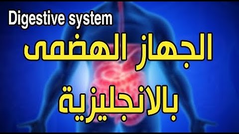 الجهاز الهضمى بالانجليزية / للصف الرابع الإبتدائى  Grade 4 | Digestive System 2022
