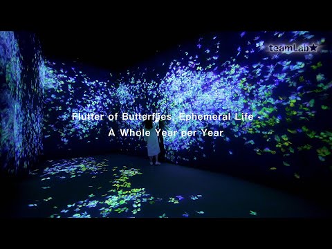 Flutter of Butterflies, Ephemeral Life - A Whole Year per Year