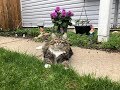 Смешной сибирский кот Уссури - Нарезка милых/смешных  моментов #2