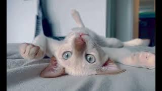 335789541 5851029028286317 6682221496649546462 n