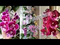 МОЯ ПОДСТАВКА ДЛЯ ЦВЕТОВ. Домашнее цветение орхидей! ORCHIDS