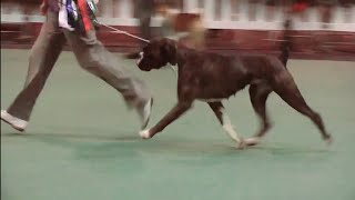 On this day 2011 - Boxer Ch Roamaro First Issue By Walkon wins LKA Best in Show by dogs tv 1,708 views 3 years ago 10 minutes, 57 seconds