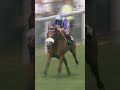 📅 COUNTDOWN 2️⃣ #RoyalAscot! Reliving Frankie Dettori and LOCHSONG! 👏 | #Shorts
