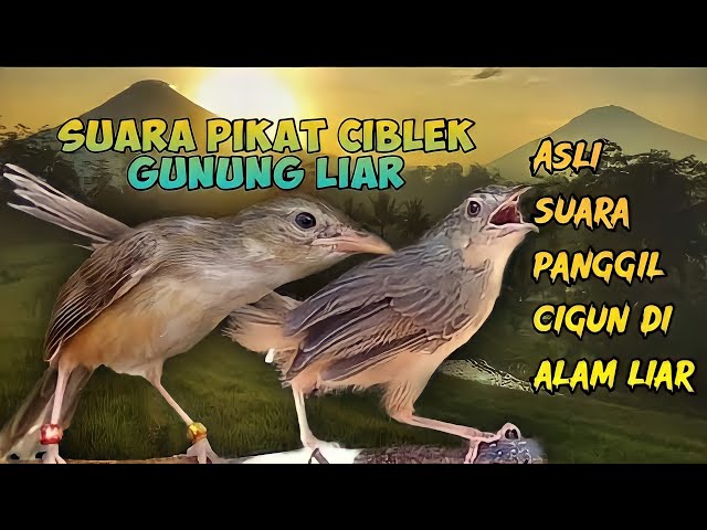 SUARA PIKAT CIBLEK GUNUNG(CIGUN) PALING MUJARAB class=