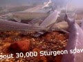 Lake Sturgeon by the 1000's in the St. Clair River