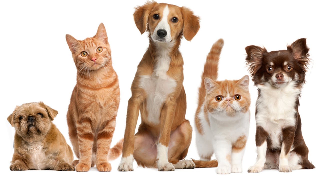 State pets. Кошка и собака на белом фоне. Pet food logo. State pets. Домашние питомцы на белом фоне.