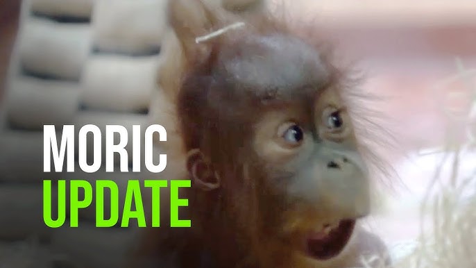 Gorilla-Baby im Leipziger Zoo: Kleiner King-Kong kitzlig