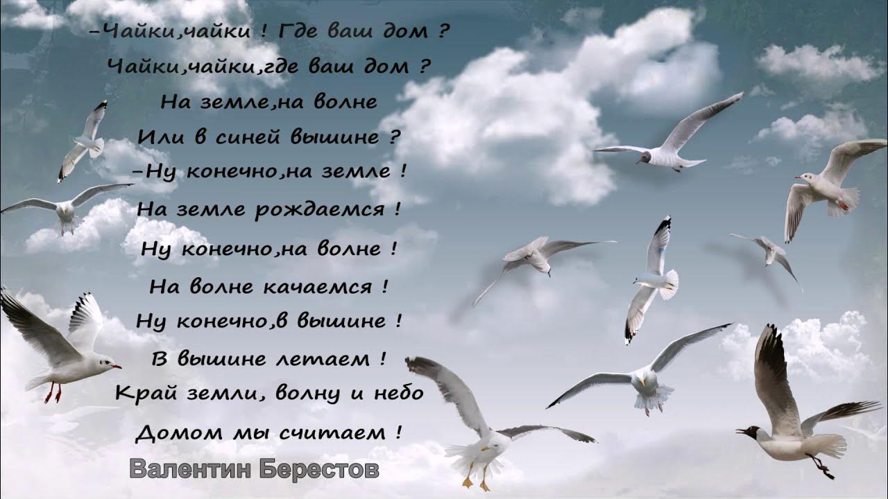 цитаты о чайках. чайки стихи. день попутного ветра поздравления. стих про чайку. афоризмы про чаек.