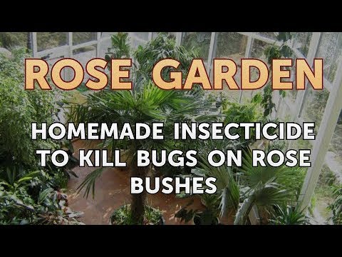 गुलाब की झाड़ियों पर कीड़े मारने के लिए घर का बना कीटनाशक