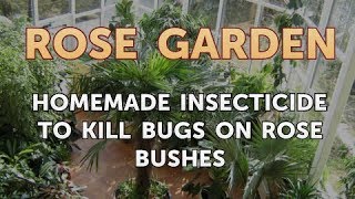 Homemade Insecticide to Kill Bugs on Rose Bushes