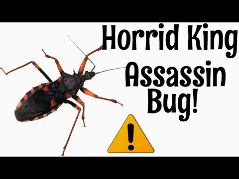 Βίντεο: Μάθετε περισσότερα για το Assassin Bugs