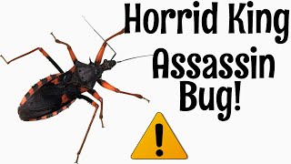 Horrid King Assassin Bug: The Best Pet Invertebrate?
