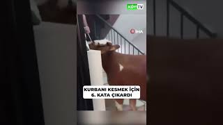 Kurbanı Evin 6. Katına Çıkardı Öy Ilık