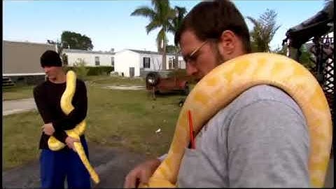 Python Invasion In The Everglades (Documentary) ♦NatGeo♦