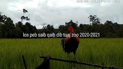 Qaib dib qua zoo qaib tuaj zoo