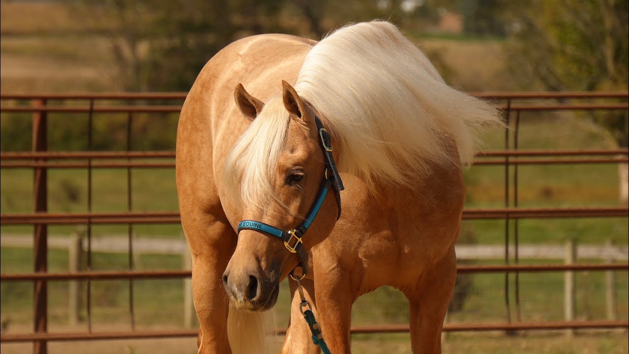 💥Palomino Purebred Morgan Stallion,World Champion  pedigree 