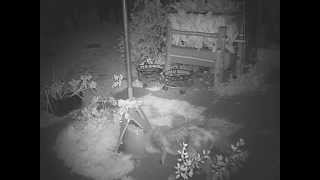 Fox Stealing Hedgehogs Food