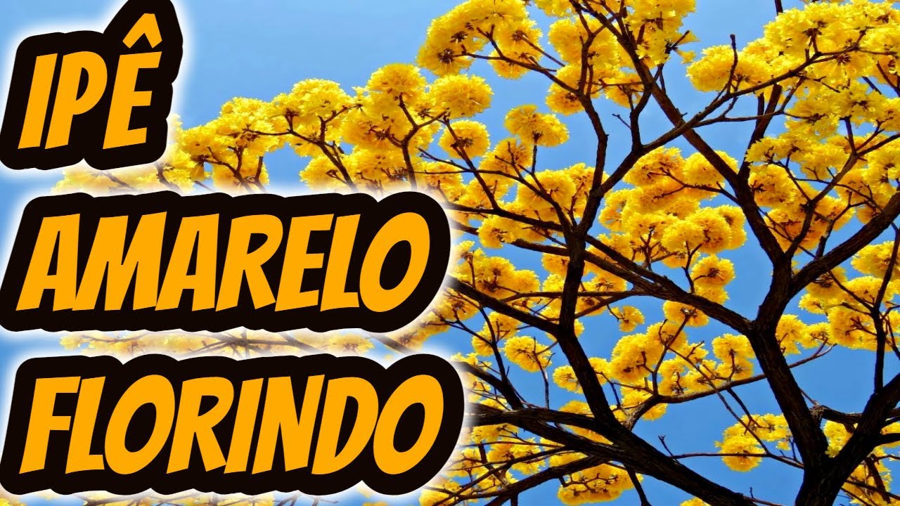 Árvore decorativa de ipê amarelo florindo - piúva amarela pau d'arco amarelo  tamurá tuíra tabaco - thptnganamst.edu.vn