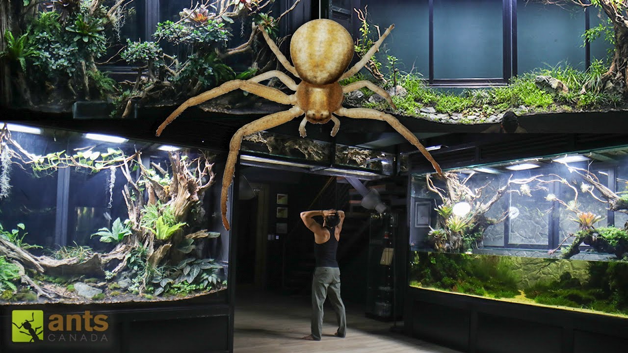 Эпоха паукообразных в моих гигантских террариумах