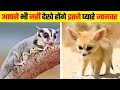 दुनिया के सबसे प्यारे जानवर | Cutest Exotic Pets in the World