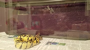 Pastel Ball Python small rat slow-mo strike