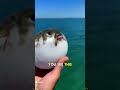 NEVER Touch This Fish 😱