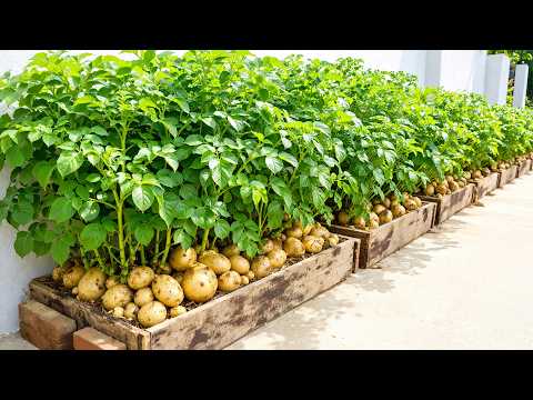 3 Balcony Crops You Should Grow Together for Bigger Harvests