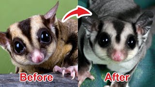 Cara Membersihkan Bulu Sugar Glider Yang Kekuningan